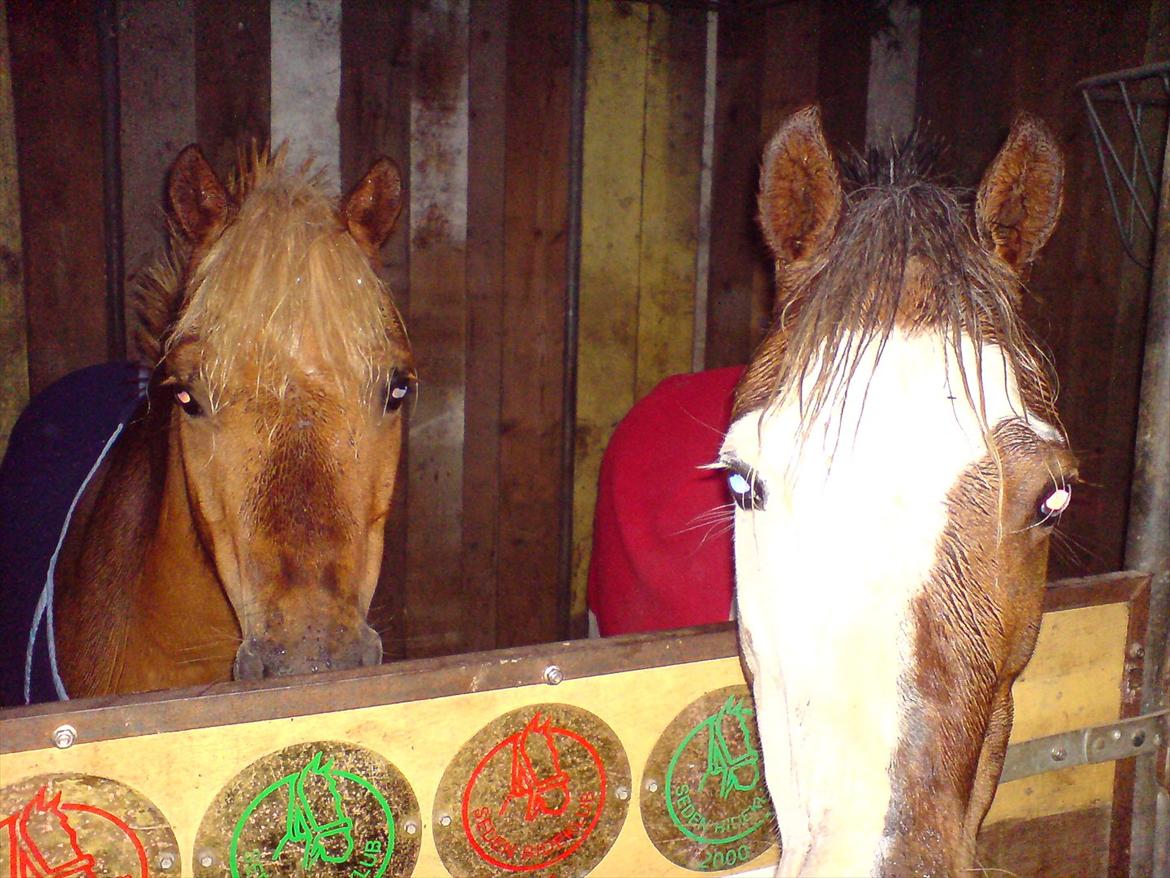 Welsh Pony (sec B) Spetter - lady og simba de bedste venner billede 12