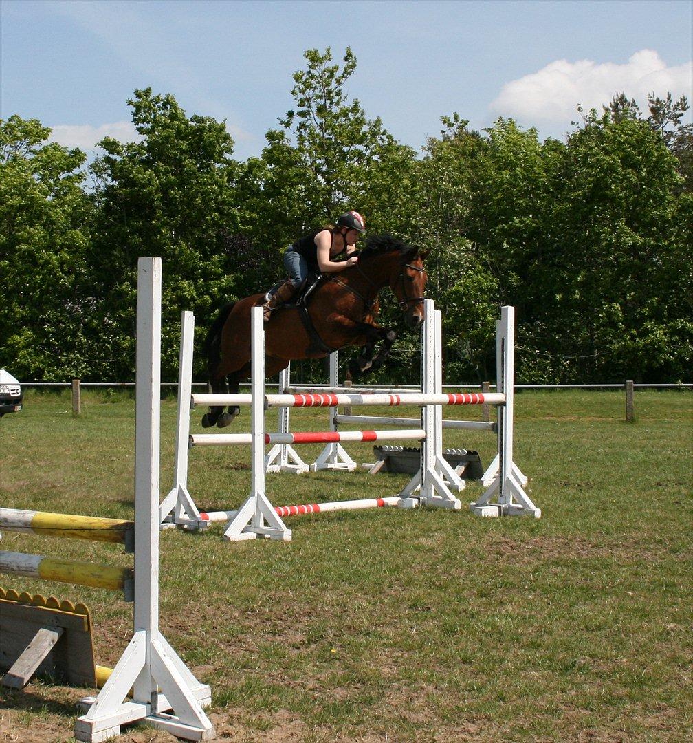 Hollandsk Varmblod Sabine B billede 12