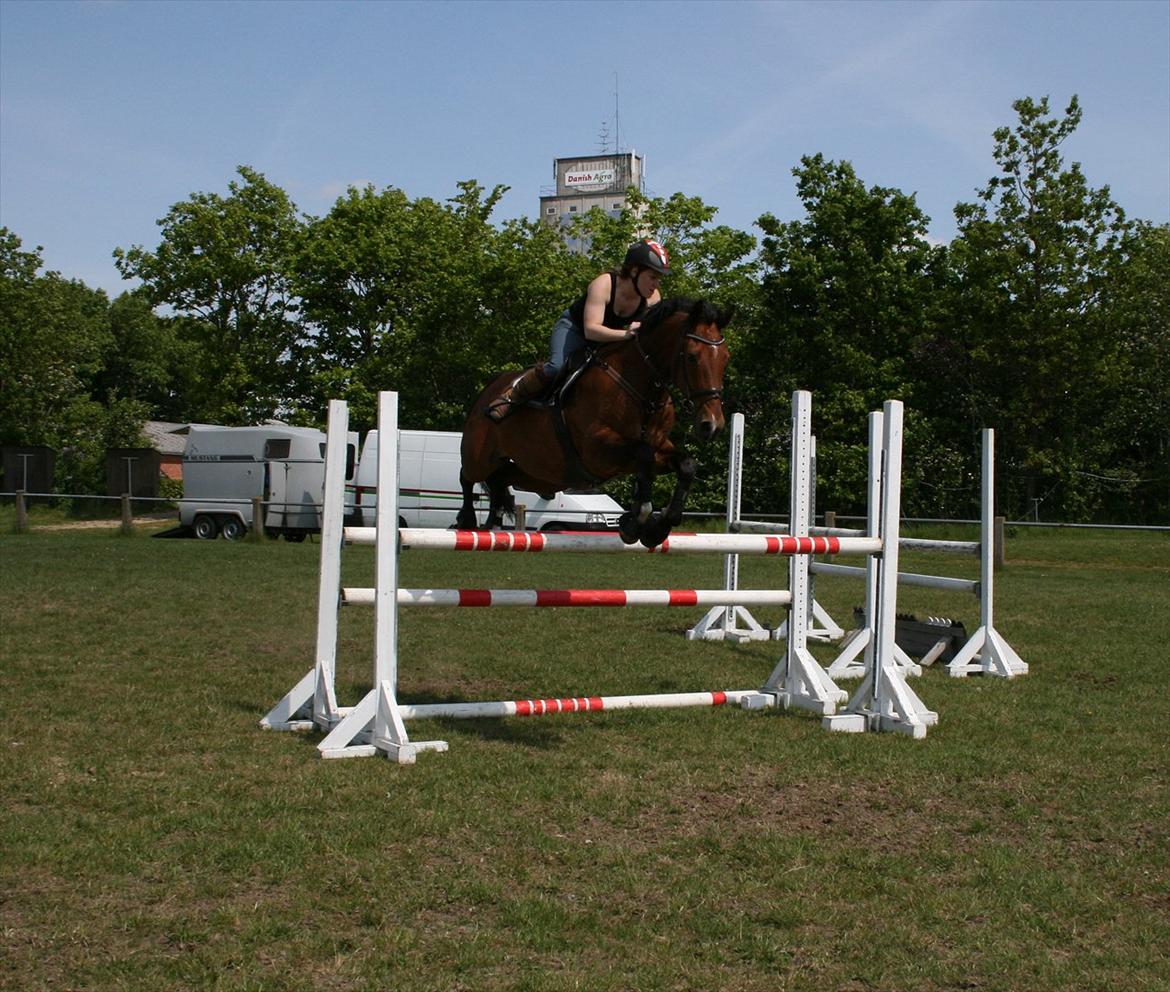 Hollandsk Varmblod Sabine B billede 13