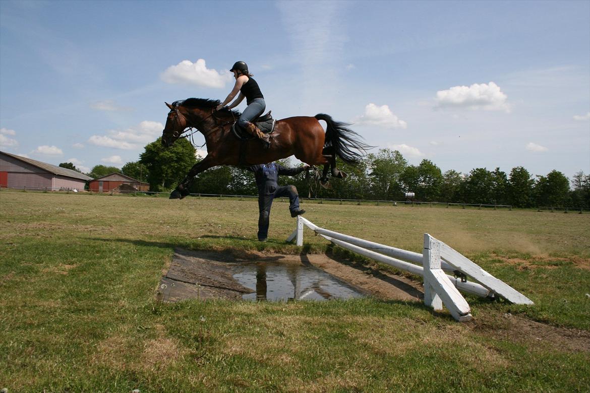 Hollandsk Varmblod Sabine B - Miss B ved og lærer at springe vand :) billede 1