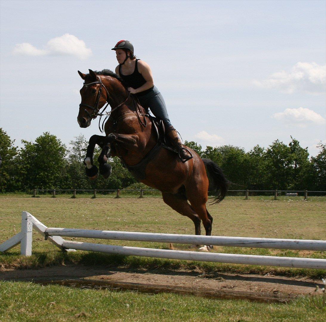 Hollandsk Varmblod Sabine B billede 14