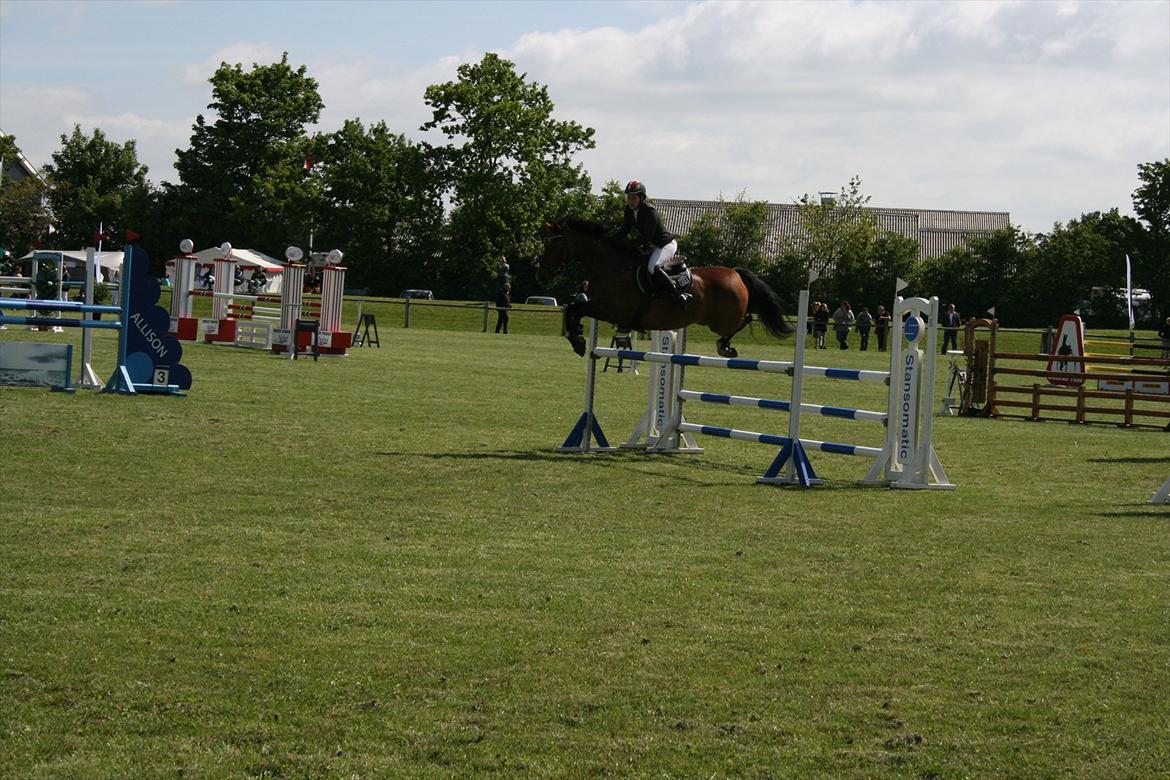 Hollandsk Varmblod Sabine B billede 15