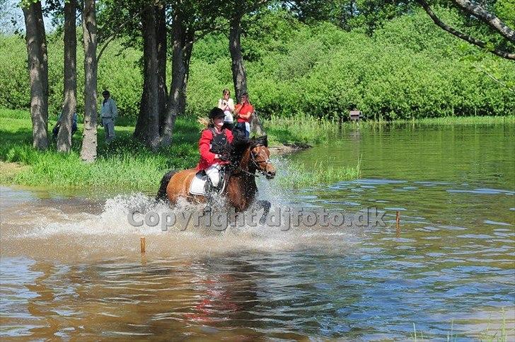 New Forest Ørholm's Parcifal (Part) billede 9