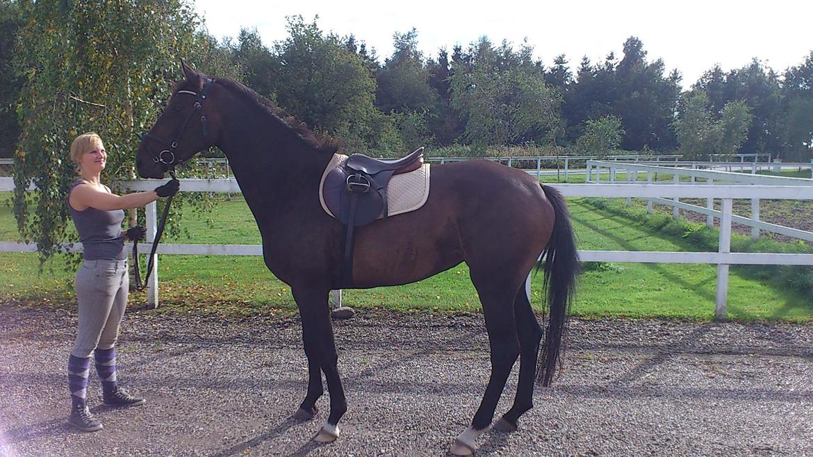 Dansk Varmblod Dahl´s Amazing billede 16