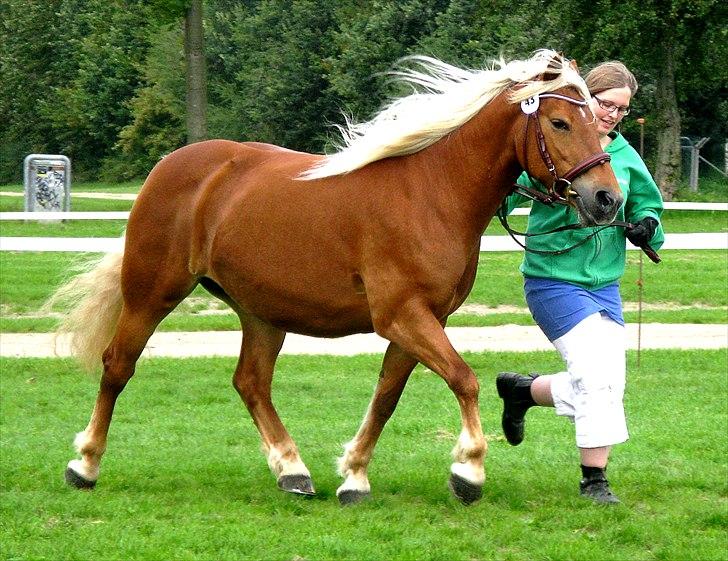 Haflinger Jhosie A Rosendal *{Himmelhest}* - Billedet er taget af en dygtig HG-bruger ved navn • Joe & Laura -Two souls, one heart! • 
 billede 6