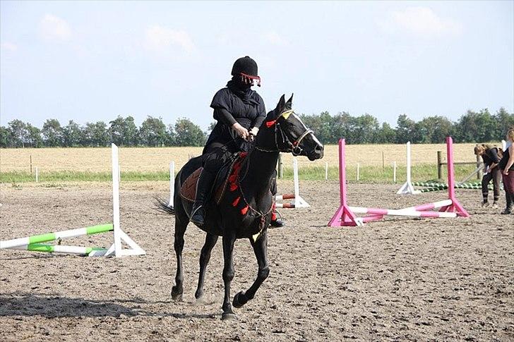 Anden særlig race Bella billede 5