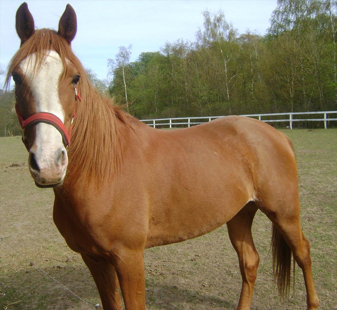 Anglo Araber (AA) Tanita billede 2