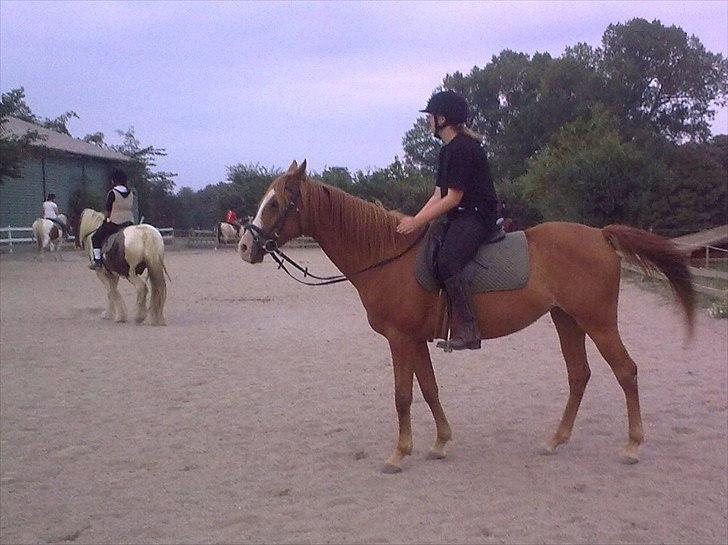 Anglo Araber (AA) Tanita - Første ride time ;D billede 9