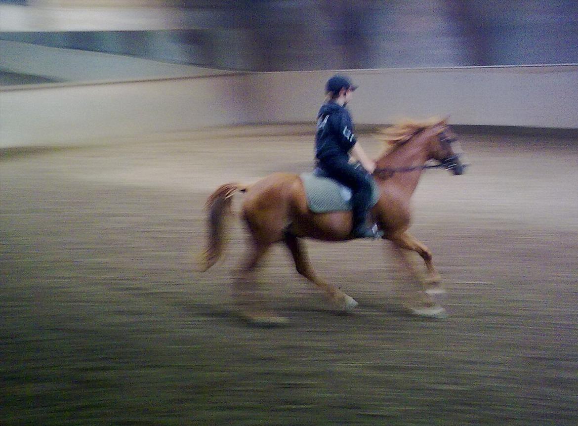 Anglo Araber (AA) Tanita - Gallop (: billede 10