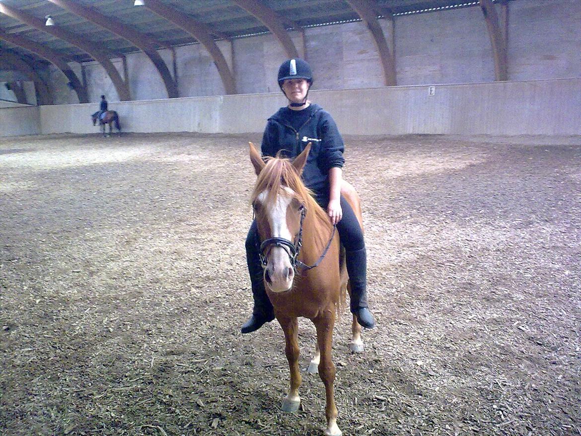 Anglo Araber (AA) Tanita billede 11