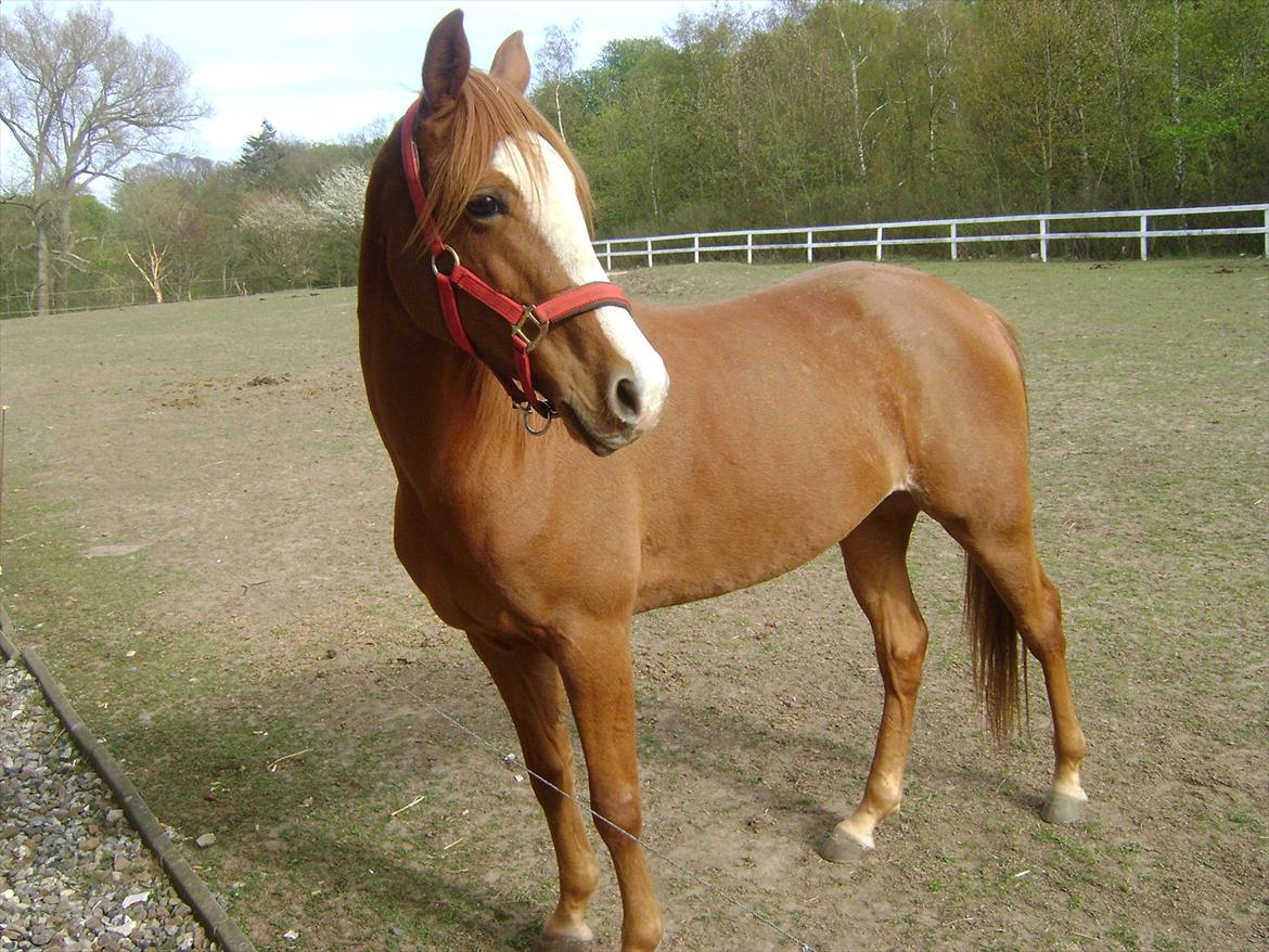 Anglo Araber (AA) Tanita billede 18