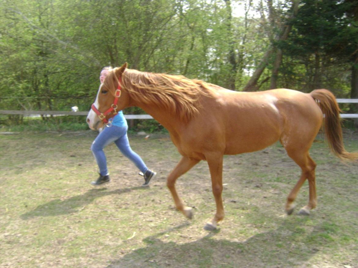 Anglo Araber (AA) Tanita billede 20