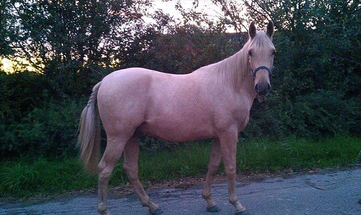 Anden særlig race Zantiago/Felix (Solgt til malene) - Gulddrengen sep 2011.
Er blevet så stor og lækker <3 billede 11