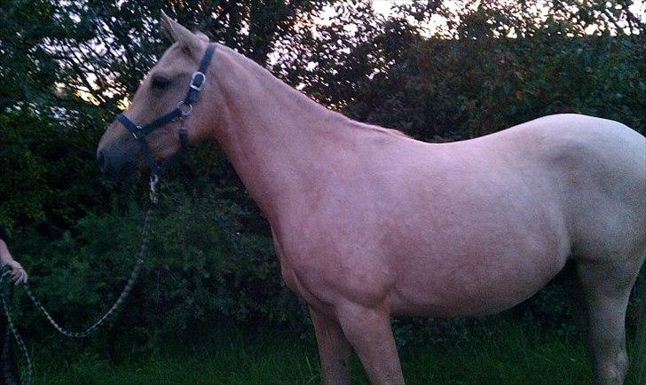 Anden særlig race Zantiago/Felix (Solgt til malene) - sep 2011 billede 12