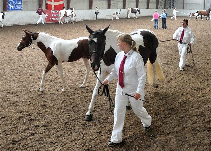 Pinto Gaasdal´s Jasmin - Følskue pinto foreningen 2011 billede 18