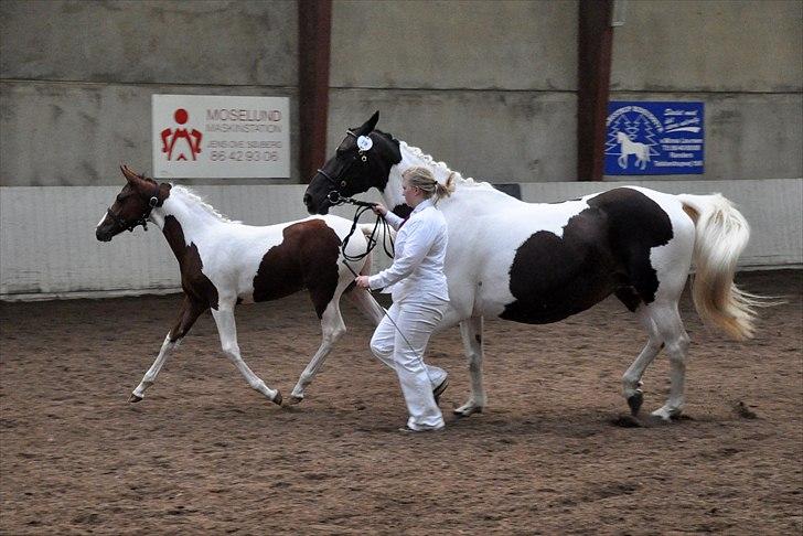 Pinto Gaasdal´s Jasmin billede 19