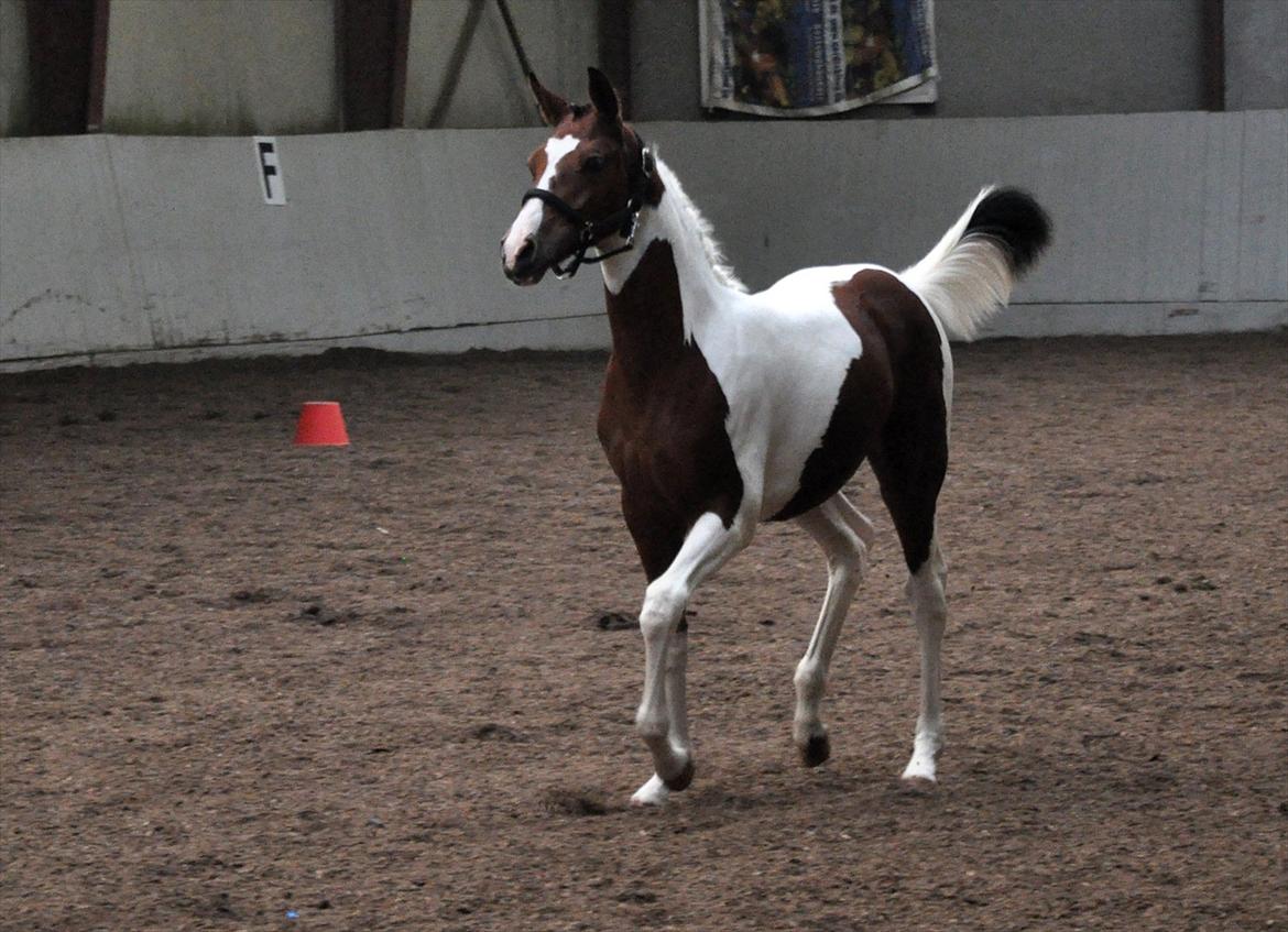 Pinto Gaasdal´s Jasmin billede 20