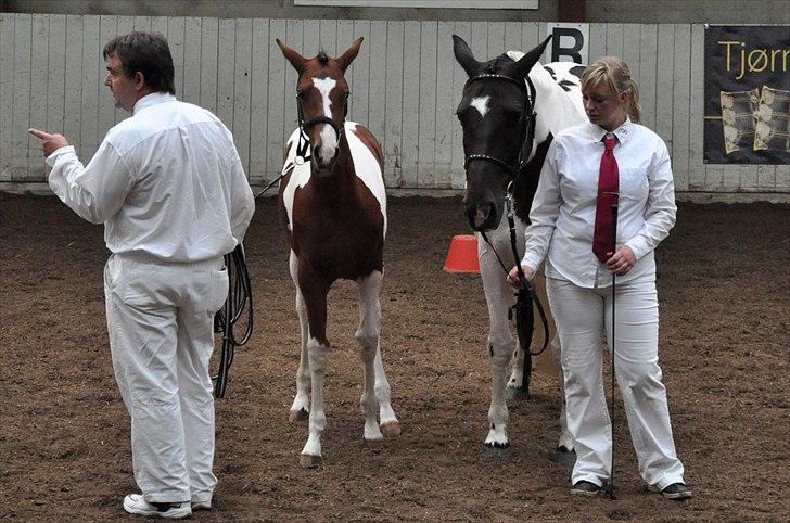 Pinto Gaasdal´s Jasmin billede 21