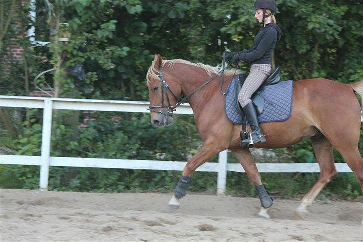 Anden særlig race Julius Cæsar *Solgt* - 05-09-2011
Fotograf: Kathrine S.M billede 6