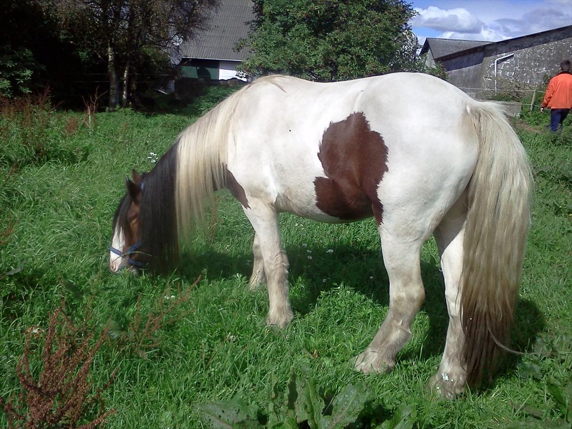 Tinker Satin´s Bacardi (tidligere hest)  - dagen efter han er kommet hjem:) billede 11
