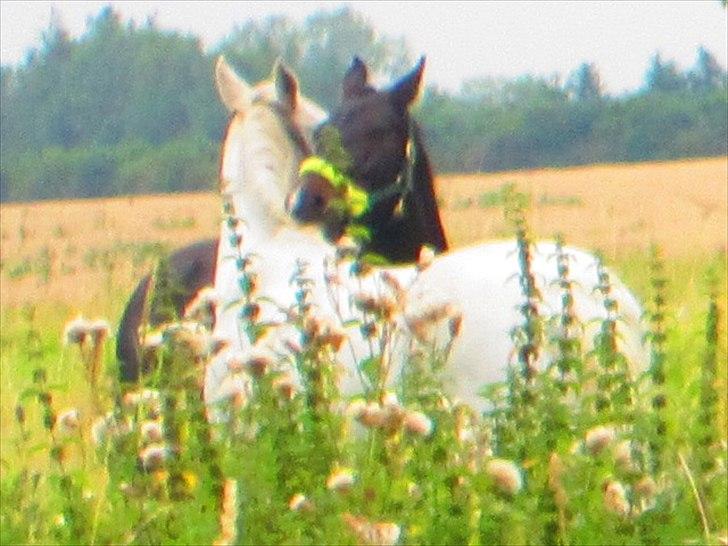 Oldenborg Leeann piper - Leeann og Faxi gnubber hinanden :) billede 2