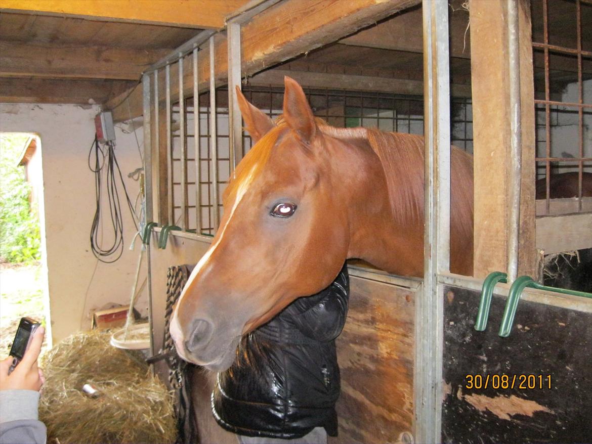 Arabisk fuldblod (OX) Zusette Isa billede 8