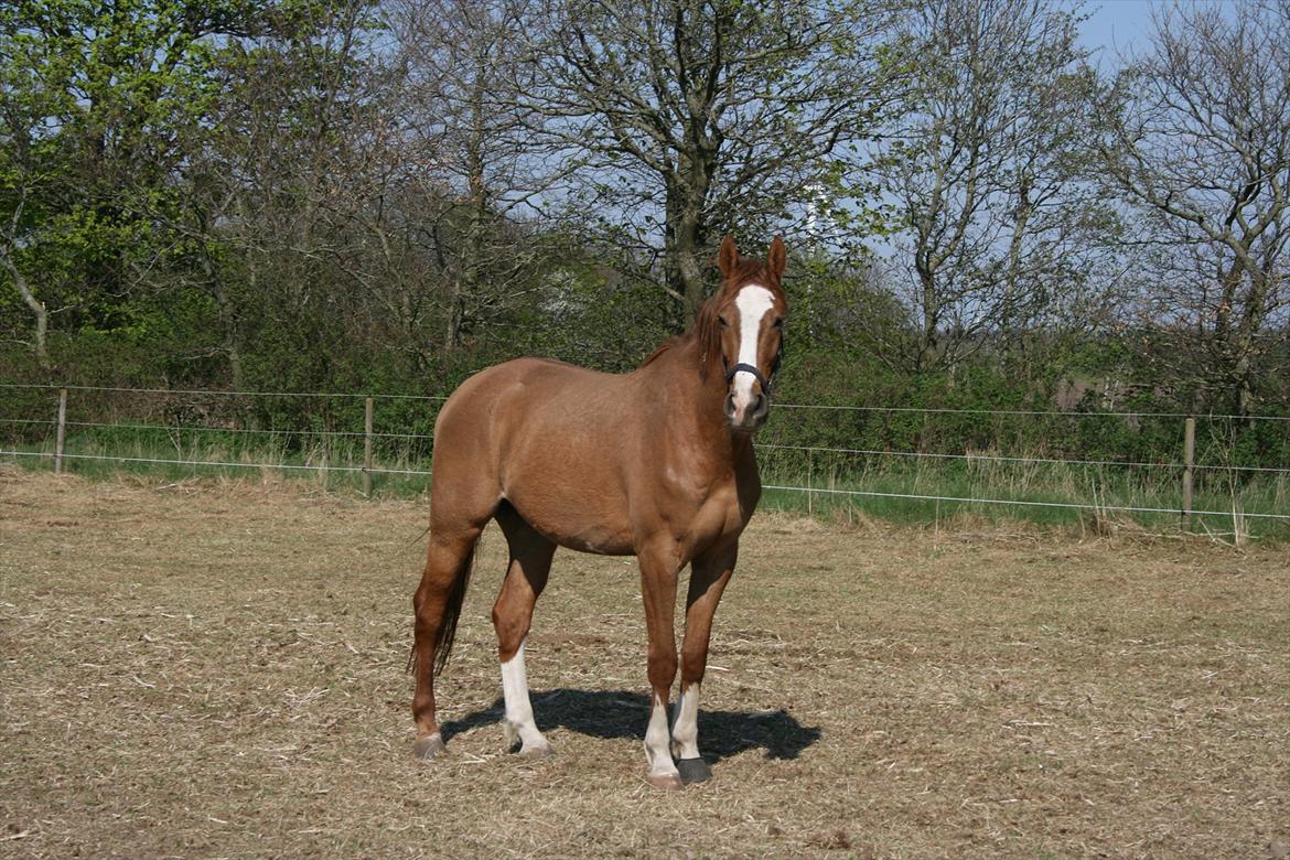 Dansk Varmblod Hugo E billede 9