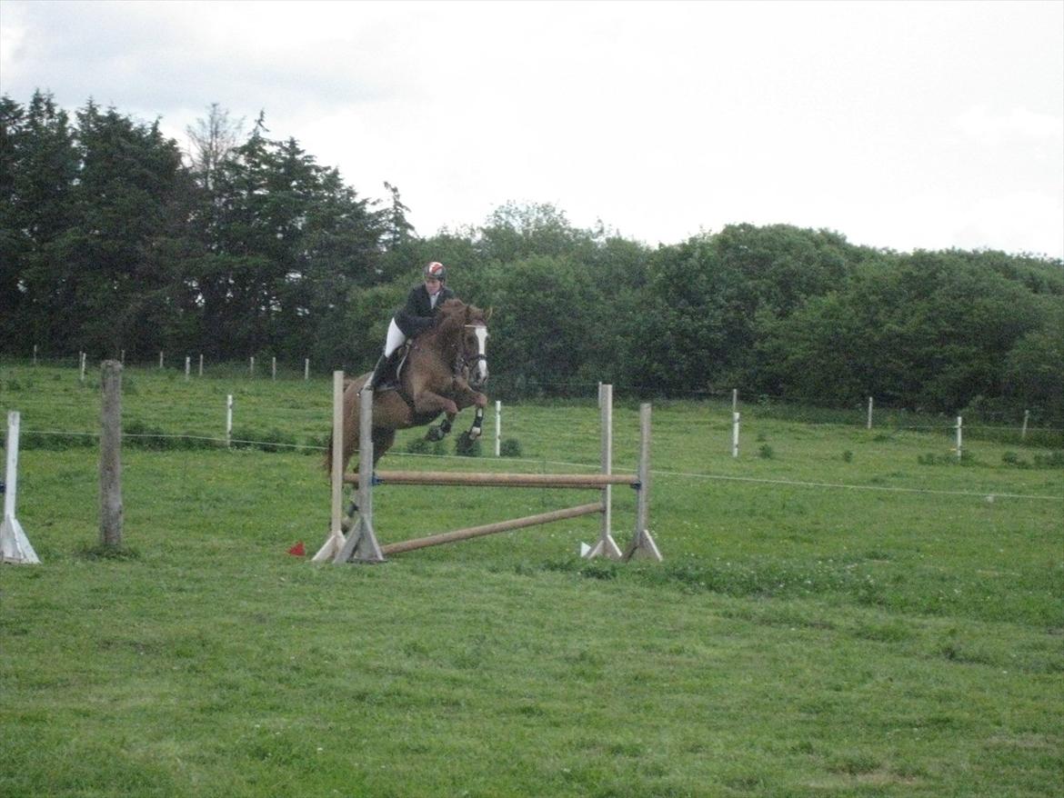 Dansk Varmblod Hugo E billede 10