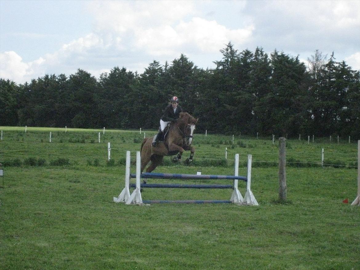 Dansk Varmblod Hugo E billede 11