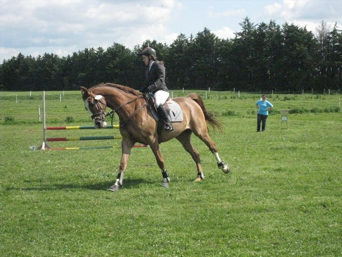 Dansk Varmblod Hugo E billede 12