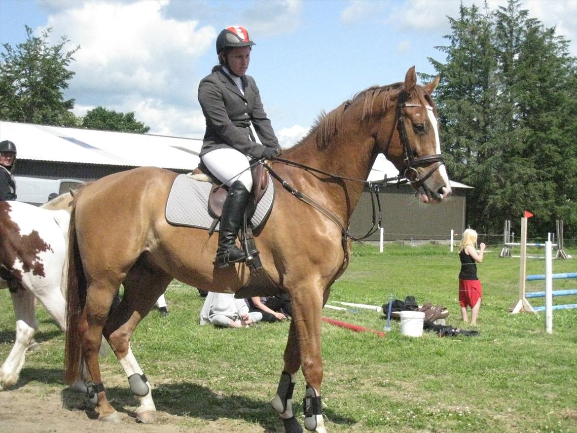 Dansk Varmblod Hugo E billede 13