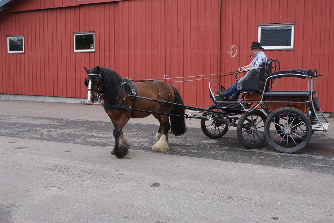 Irish Cob Duke - 1. gang for vogn i ca. 3 år. billede 3