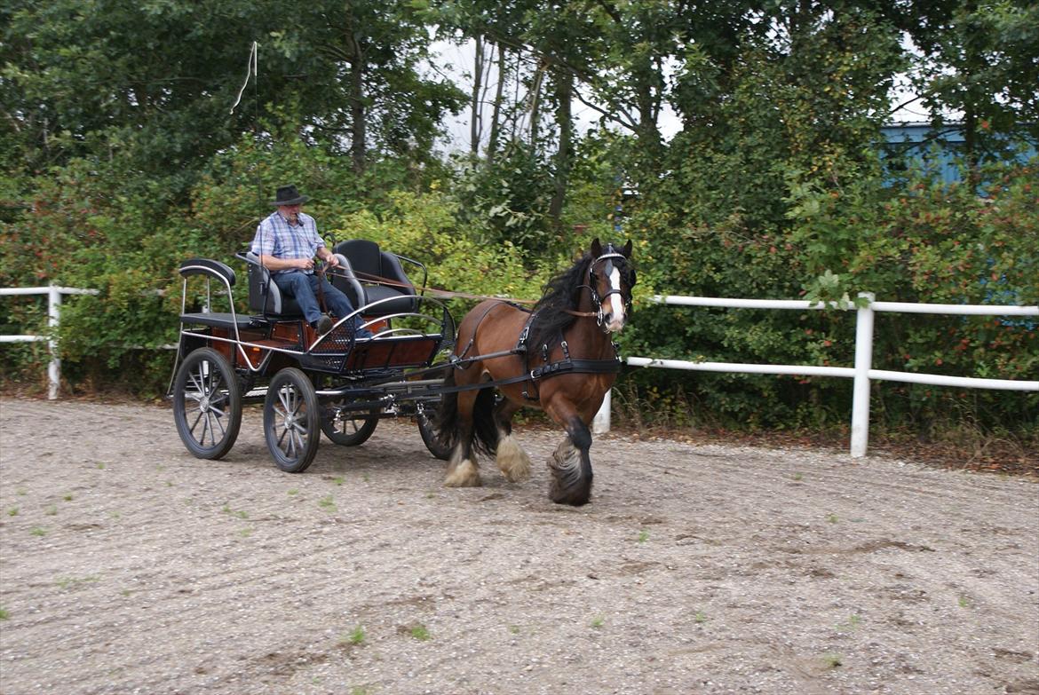 Irish Cob Duke - 1. gang for vogn i ca. 3 år. billede 4
