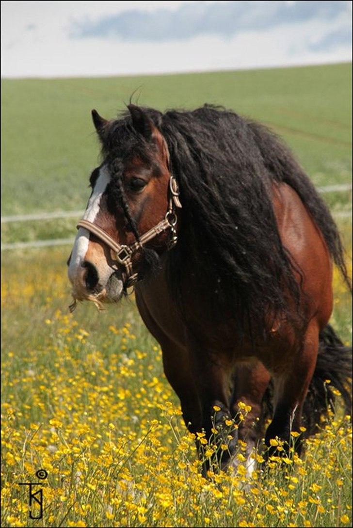 Irish Cob Duke - Duke før jeg købte ham (billed taget af Tanja). billede 5