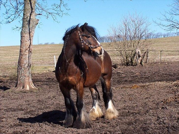 Irish Cob Duke - Duke før jeg købte ham (billed taget af Tanja). billede 6