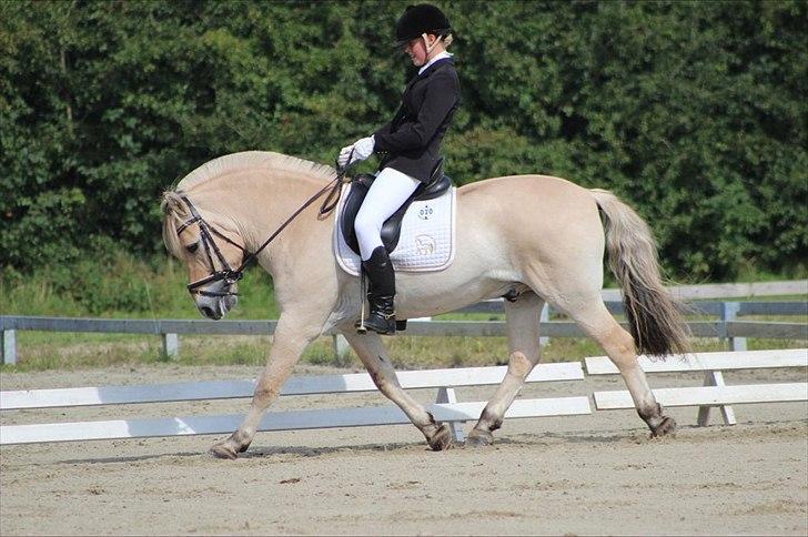 Fjordhest Kastanjegårdens Nick - DM 2011. Foto: Julie Erlang. Elsker dig så højt Nick ♡ billede 8