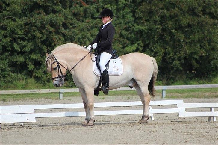 Fjordhest Kastanjegårdens Nick - DM 2011. ♡ Foto: Julie Erlang. billede 9