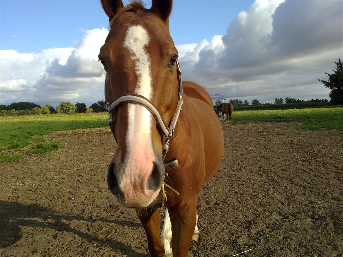 Dansk Varmblod Victor - Hyggetrolden på folden, han kommer nogengange når jeg kalder på ham <3

Sommer 2011.

Foto: IKJ © billede 9