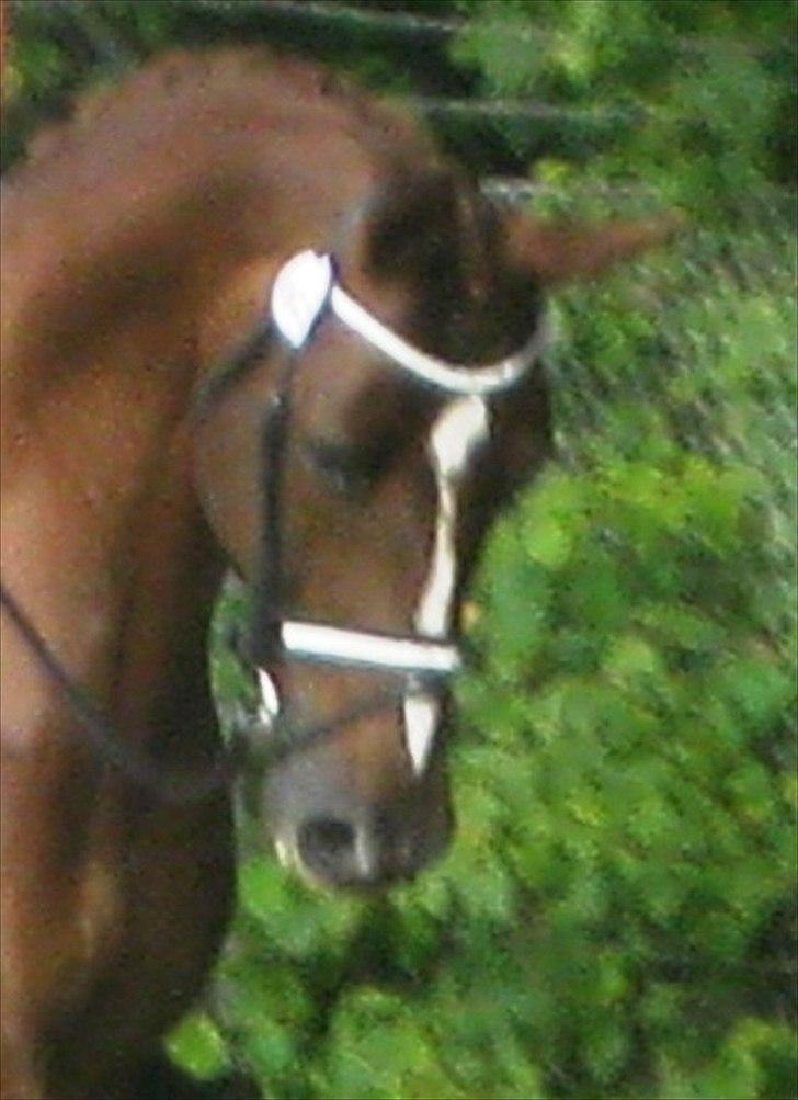 Anden særlig race Daisy - Billede er taget den 3. Sep. 2011 billede 2