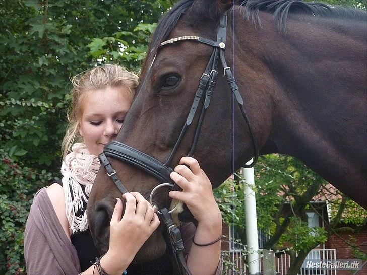 Dansk Varmblod Marco Bell (R.I.P) billede 15