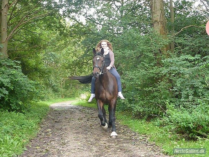 Dansk Varmblod Marco Bell (R.I.P) billede 17