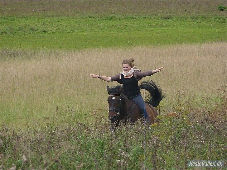 Dansk Varmblod Marco Bell (R.I.P) billede 18