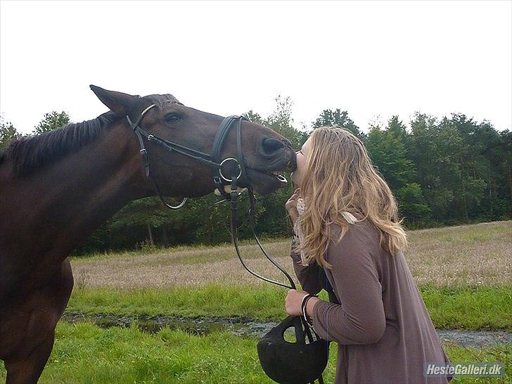 Dansk Varmblod Marco Bell (R.I.P) billede 10