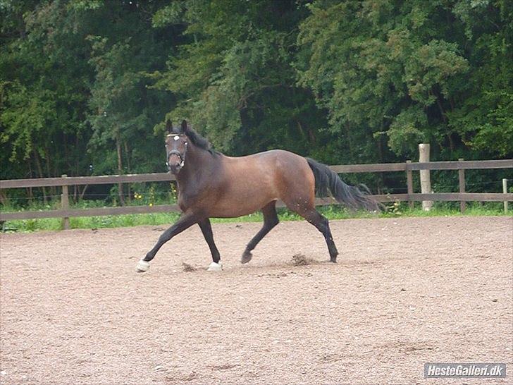 Dansk Varmblod Marco Bell (R.I.P) billede 19