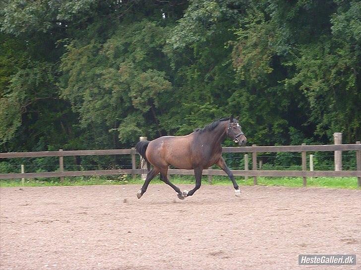 Dansk Varmblod Marco Bell (R.I.P) billede 11