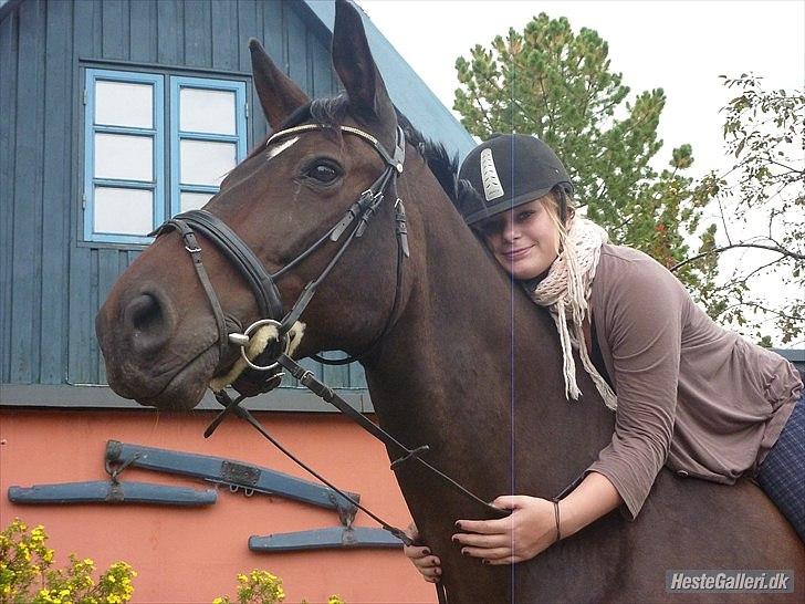 Dansk Varmblod Marco Bell (R.I.P) billede 7