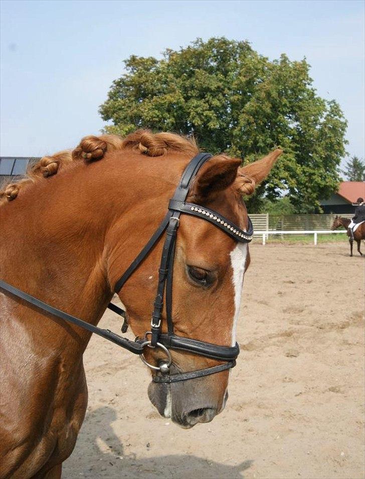 Anden særlig race Ning - Nibe cup 2011 billede 6