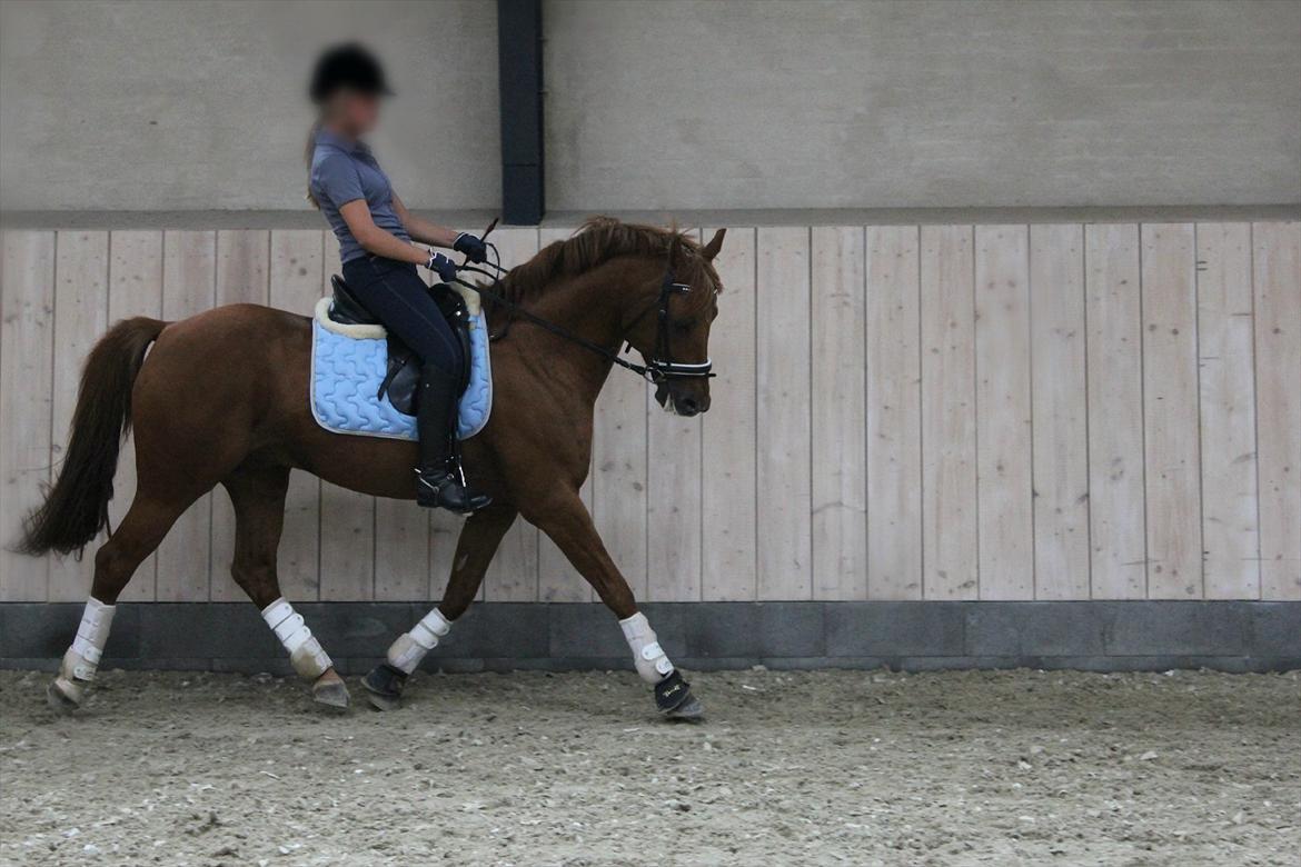 DSP Golden Empire billede 20