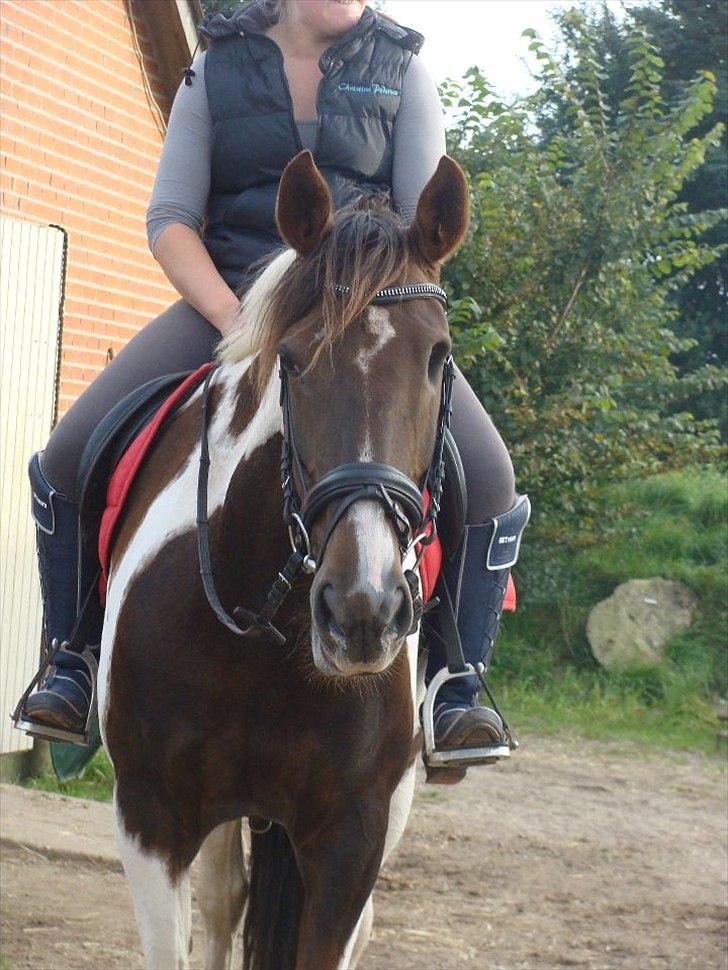 Pinto Selina billede 18