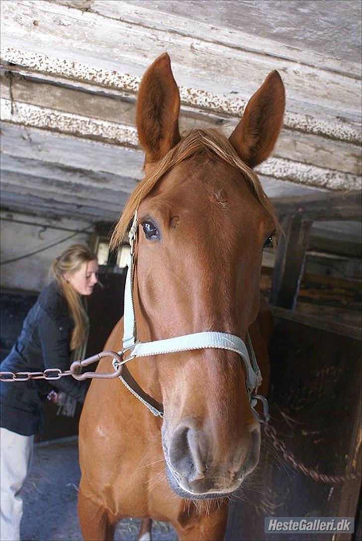 Anden særlig race Fiona (uforglemmelig <3) (solgt :( - du er savnet min pige <3 billede 18